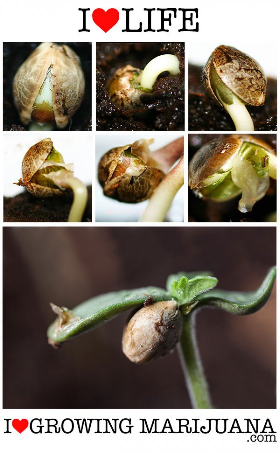 Marijuana seed germination the proper way what method is best?