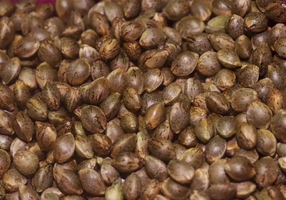 Growing Cannabis From Marijuana Seeds