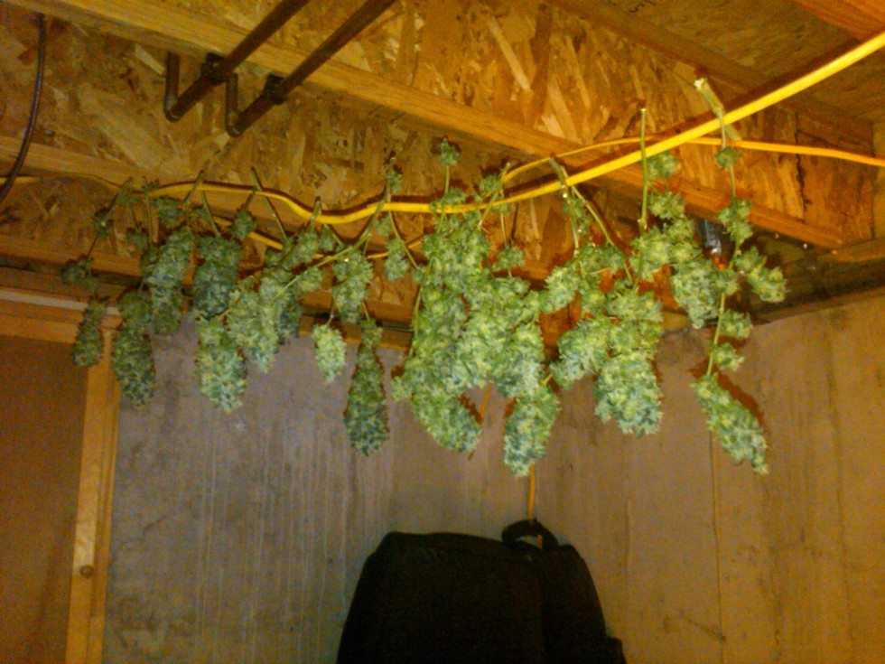 Harvesting Marijuana Buds hang dry