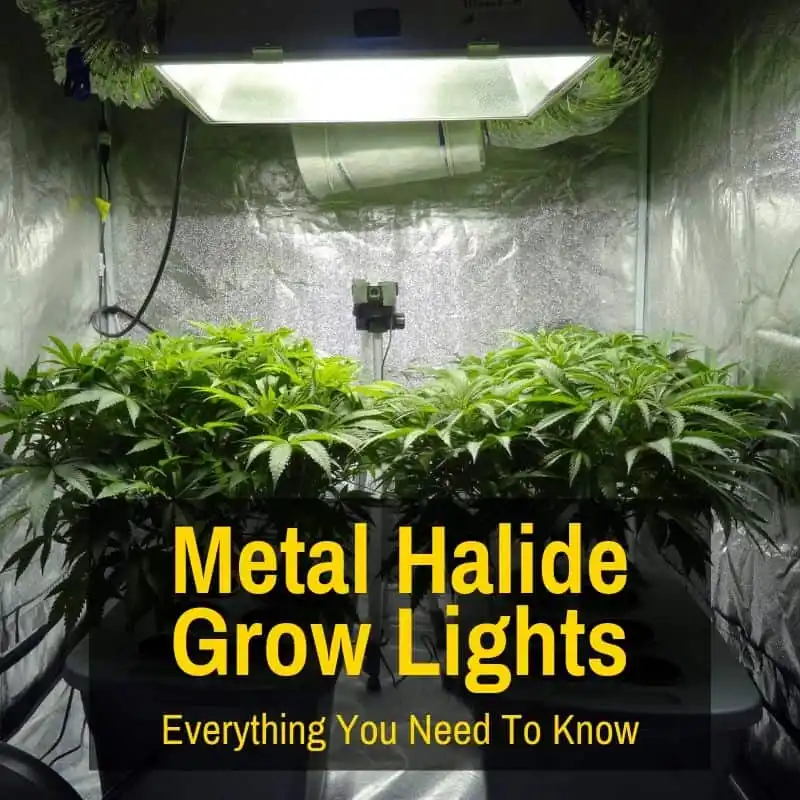 Metal Halide Grow Lights