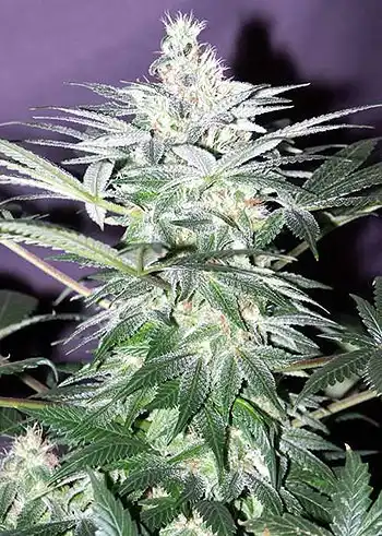 Mr Nice Seed Bank