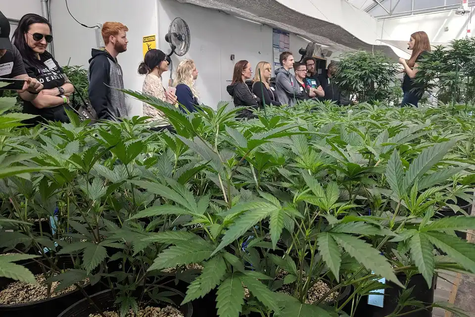 Participants Needed for Denver Dispensary Tour