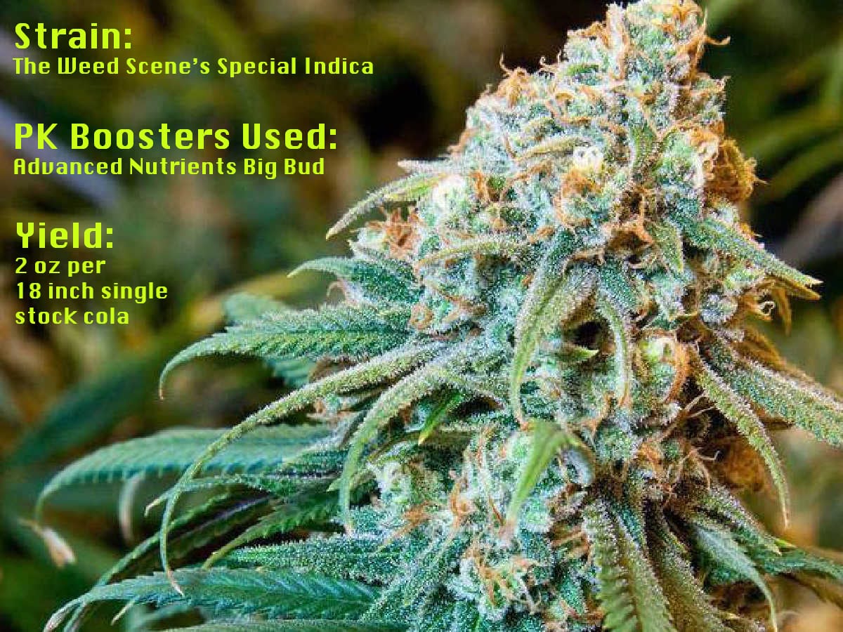 pk boosters big bud nutrients