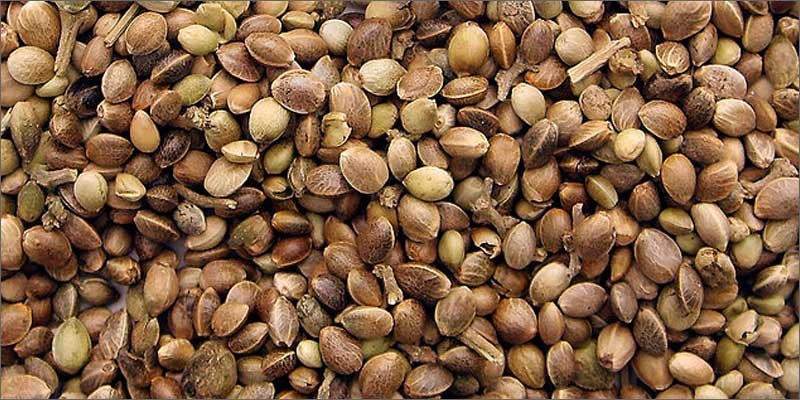 how to find the best cannabis seed