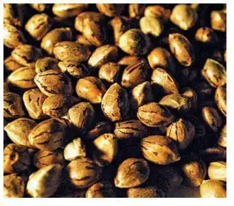 seed