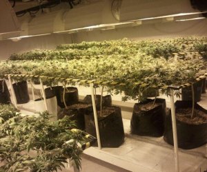 Grow Room Setup for Medical Marijuana