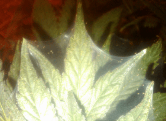 spider mites weed pot plants crops