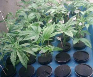 marijuana clone machine clones plants