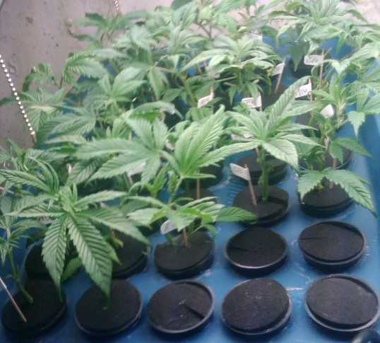 marijuana clone machine clones plants