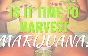 time-to-harvest time to harvest marijuana
