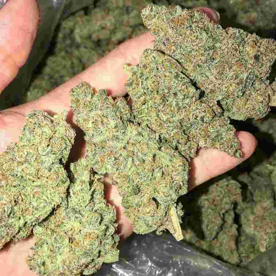 Top Shelf Medical Marijuana: OG Kush, Blueberry, Purple Kush, Sour Diesel and white widow available.