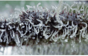 trichromes trichromes when to harvest