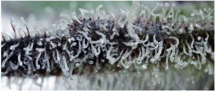 Trichomes When to Harvest